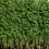 CRESS Common. Fast-growing, edible herb. 2