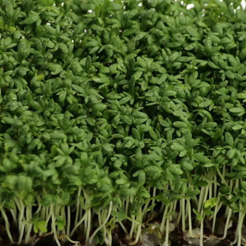 CRESS Common. Fast-growing, edible herb. 1