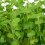 CRESS Common. Fast-growing, edible herb. 4