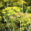 DILL.  anethum graveolens 3