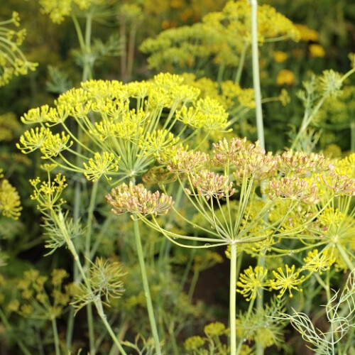 DILL.  anethum graveolens 2