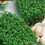 CRESS Common. Fast-growing, edible herb. 1