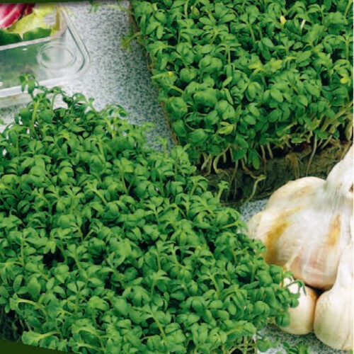 CRESS Common. Fast-growing, edible herb.