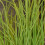 GARLIC CHIVES. Sometimes called Chinese Chives 2