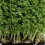 CRESS Common. Fast-growing, edible herb. 3