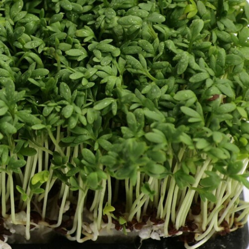 CRESS Common. Fast-growing, edible herb. 2