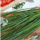 GARLIC CHIVES. Sometimes called Chinese Chives 1