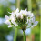 GARLIC CHIVES. Sometimes called Chinese Chives 3