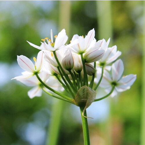 GARLIC CHIVES. Sometimes called Chinese Chives 2