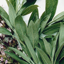 SAGE. Salvia officinalis