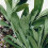 SAGE. Salvia officinalis 1