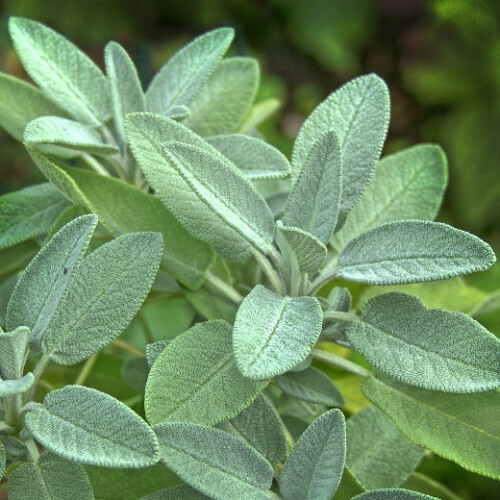 SAGE. Salvia officinalis 1