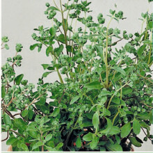 Sweet MARJORAM. Very easy to grow.