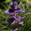 SAGE. Salvia officinalis 3