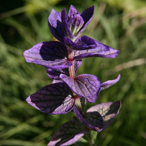 SAGE. Salvia officinalis 2