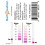 Bande de test Nitrite 0-25 ppm, Nitrate 0-500 ppm [Flacon de 50 bandes] 3