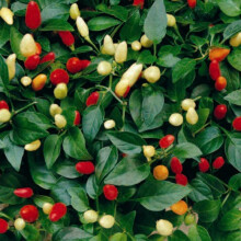 Chilli Ornamental. Mixed
