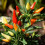 Chilli Ornamental. Mixed 2