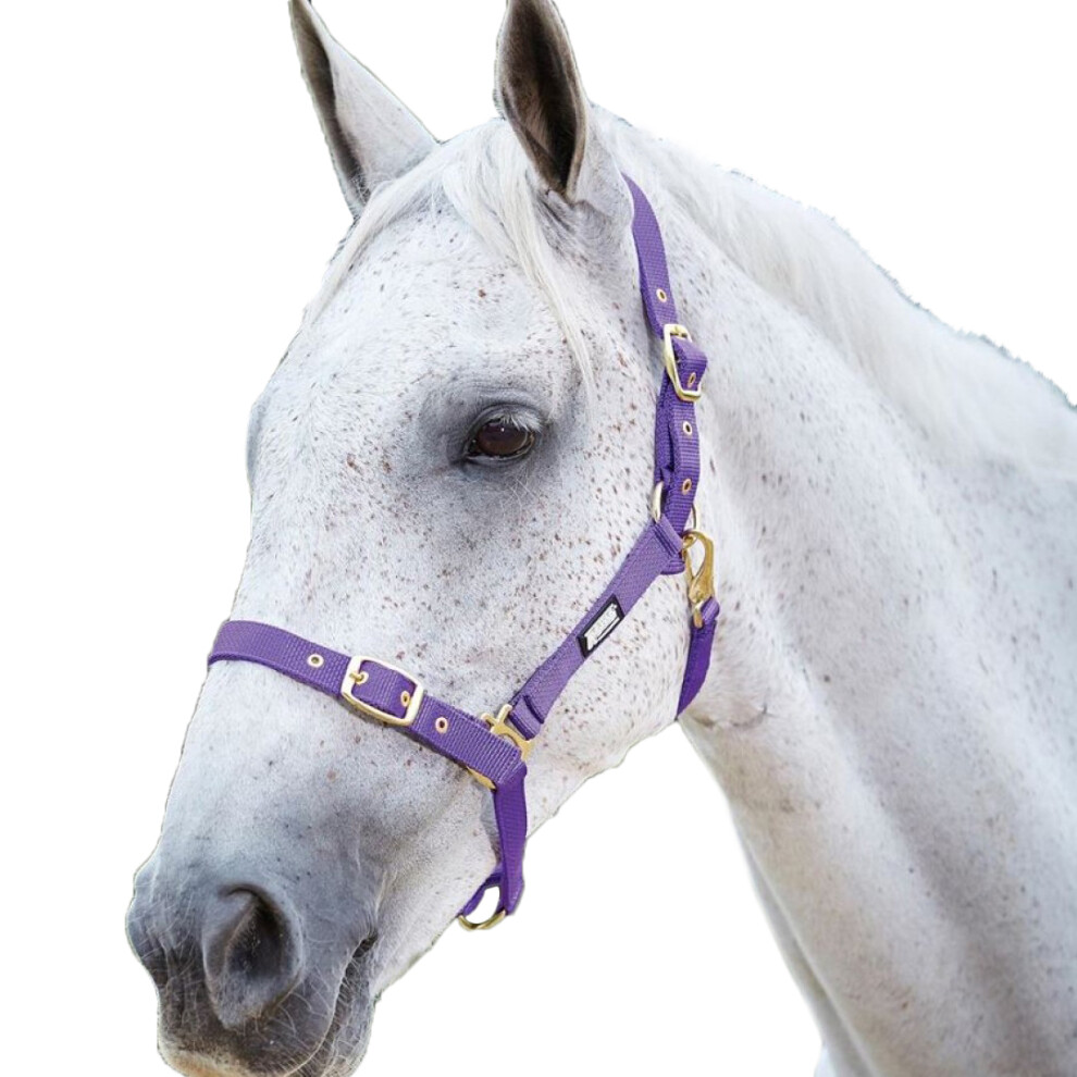 (Warmblood, Purple) Roma Adjustable Horse Headcollar