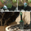 ROOT DIGGER MULTISHOVEL- Versatile & compact garden spade 6
