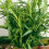 Russian Tarragon 1