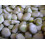 Broad Bean Aquadulce Claudia 3