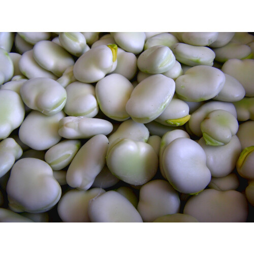 Broad Bean Aquadulce Claudia 2