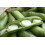 Broad Bean Aquadulce Claudia 2