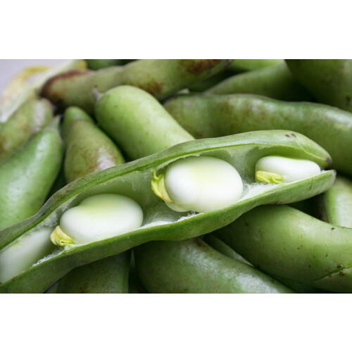 Broad Bean Aquadulce Claudia 1