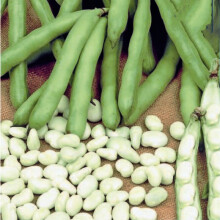 Broad Bean Aquadulce Claudia