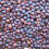 Turnip. Purple Top White Globe. 4