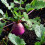 Turnip. Purple Top White Globe. 3