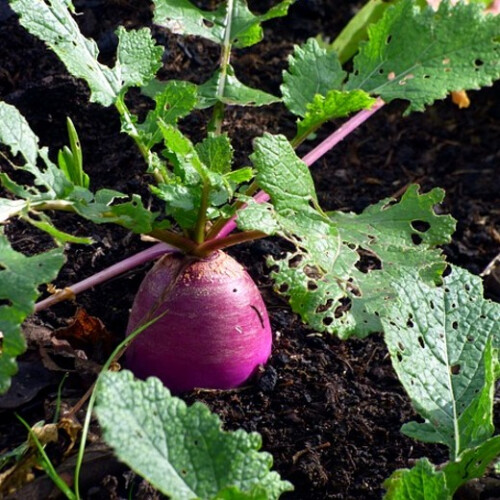 Turnip. Purple Top White Globe. 2