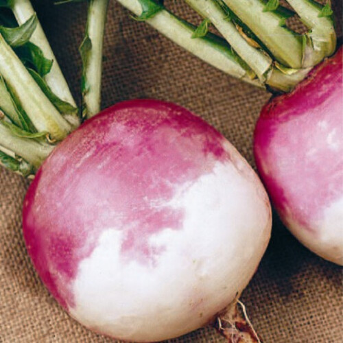 Turnip. Purple Top White Globe.