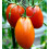 Tomato Roma. The classic Italian plum tomato 3