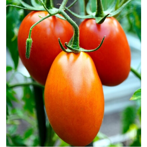 Tomato Roma. The classic Italian plum tomato 2