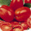 Tomato Roma. The classic Italian plum tomato 1