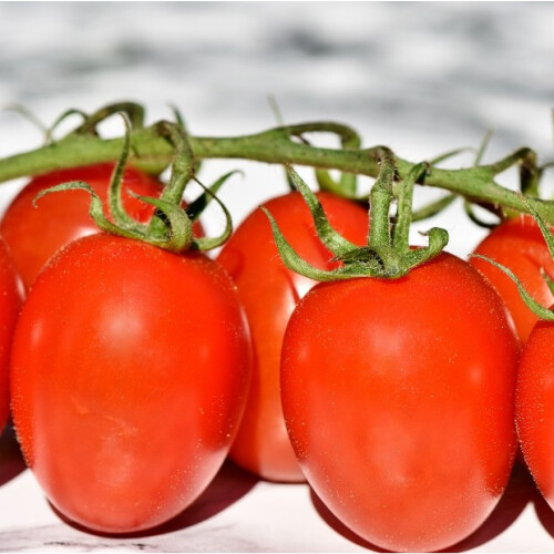 Tomato Roma. The classic Italian plum tomato 1