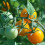 TOMATO Golden Sunrise 3