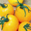TOMATO Golden Sunrise 1