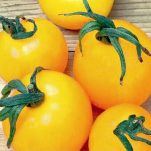 TOMATO Golden Sunrise