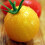 TOMATO Golden Sunrise 2