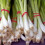 SPRING ONION. Ishikura 2
