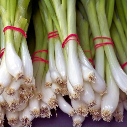 SPRING ONION. Ishikura 1