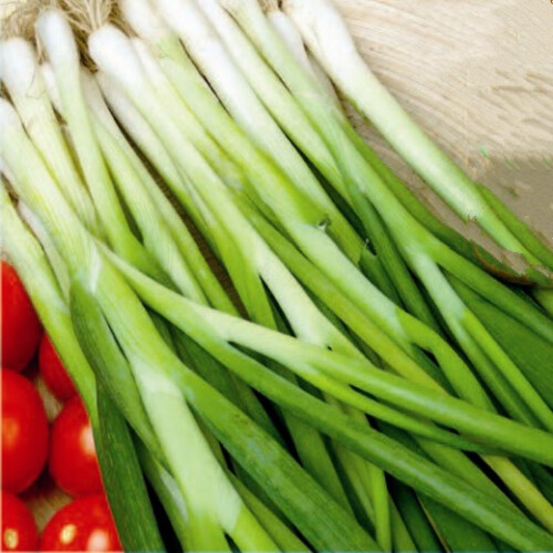 SPRING ONION. Ishikura