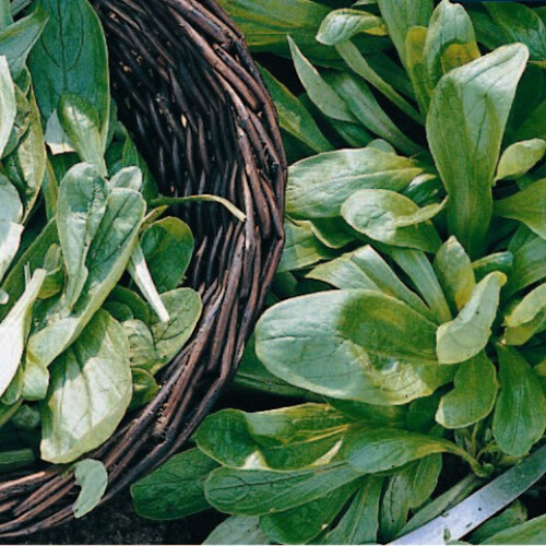 Lambs Lettuce. Also known as Corn Salad.