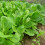 Lambs Lettuce. Also known as Corn Salad. 3