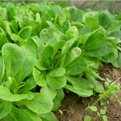 Lambs Lettuce. Also known as Corn Salad. 2