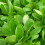 Lambs Lettuce. Also known as Corn Salad. 2