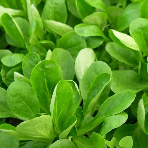 Lambs Lettuce. Also known as Corn Salad. 1